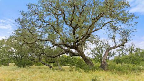 Lot 37 Vista Ridge Drive Round Mountain TX 78663