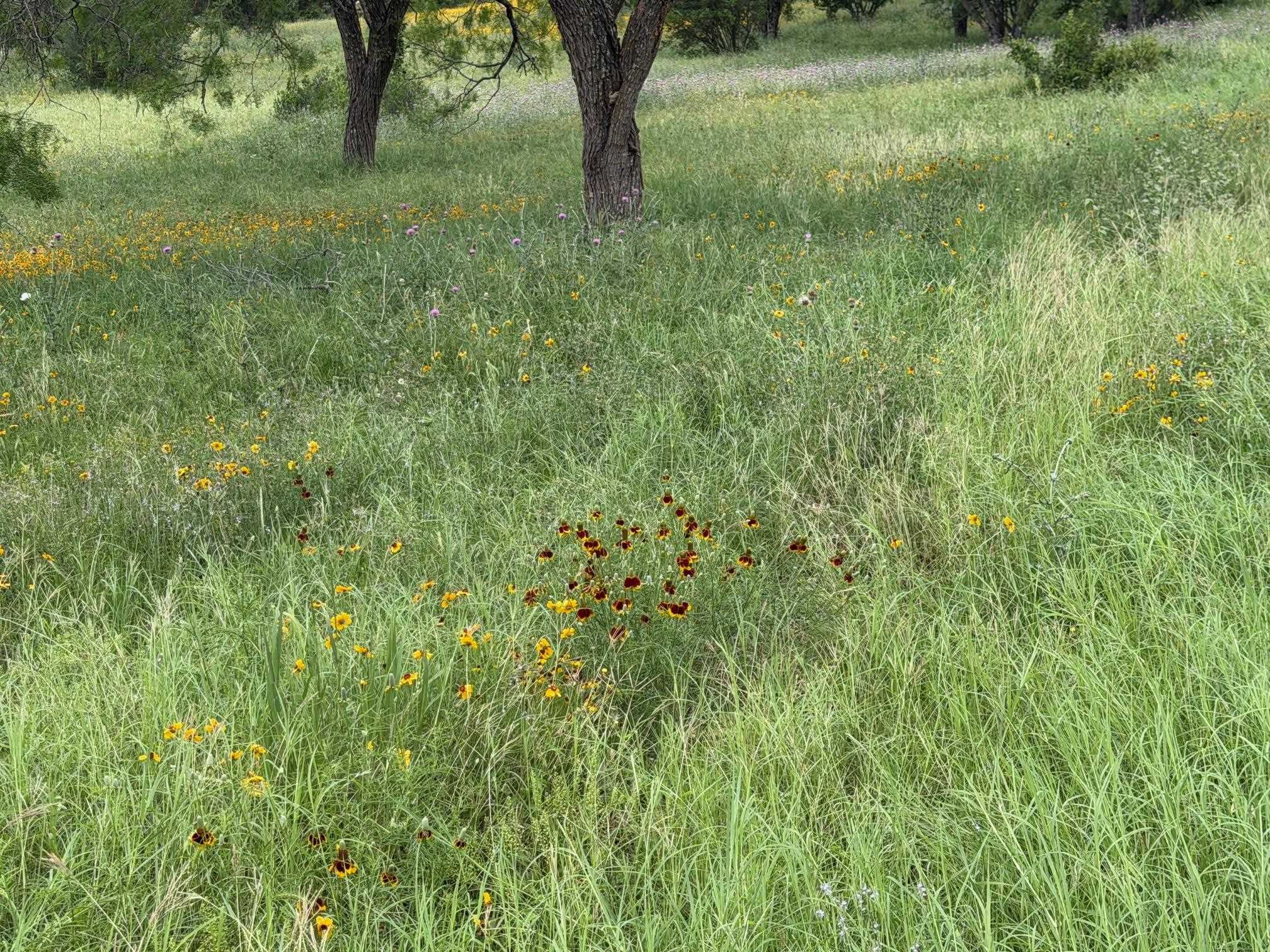 317 Sweetgrass Horseshoe Bay TX 78657
