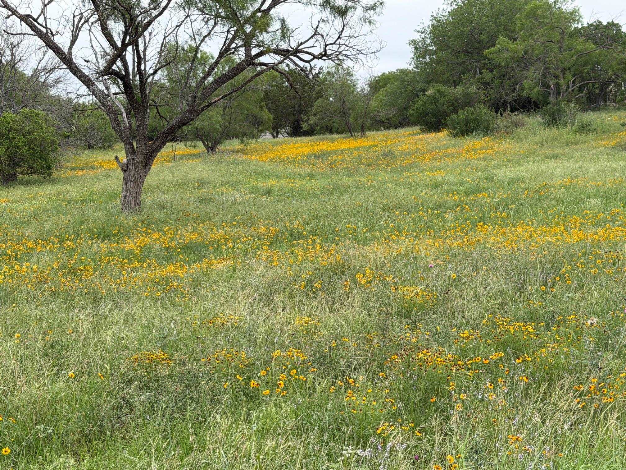 317 Sweetgrass Horseshoe Bay TX 78657