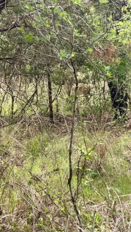 Lot 117 &142 Ridgemont & Brent Kingsland TX 78639
