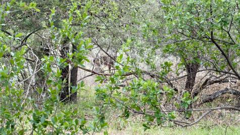 Lot 117 &142 Ridgemont & Brent Kingsland TX 78639