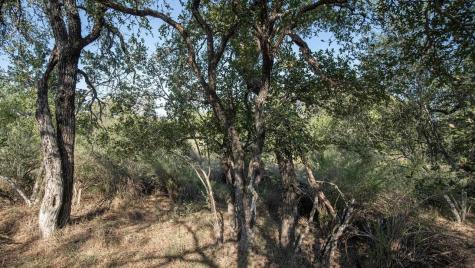 Lot 219 Timber Valley Lane Granite Shoals TX 78654