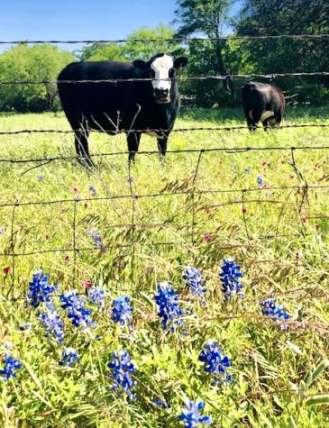 297 & 298 Elkhorn Kingsland TX 78639