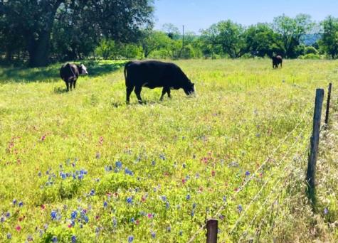 297 & 298 Elkhorn Kingsland TX 78639