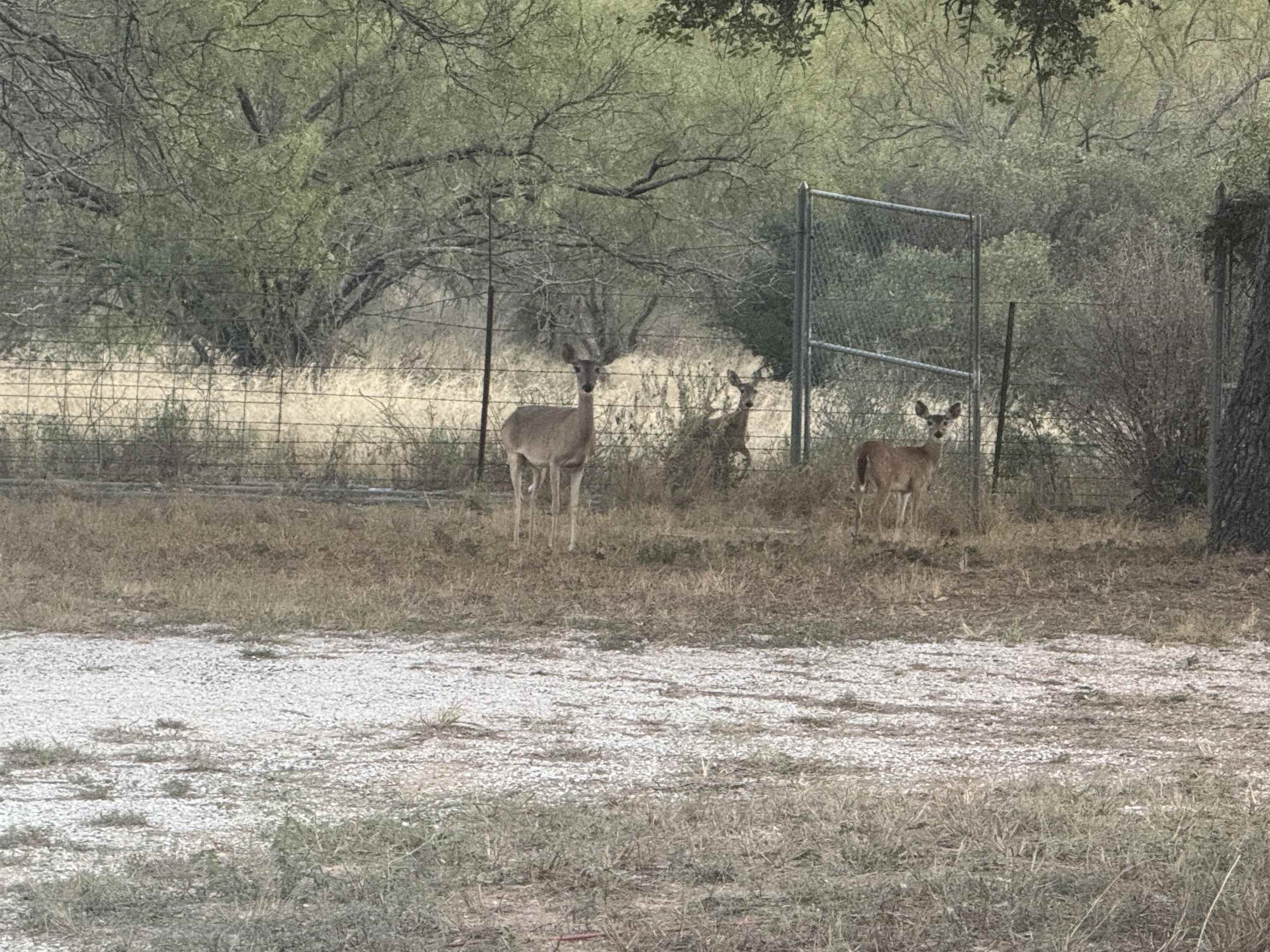 Lot 173-174 Oak Drive Kingsland TX 78639