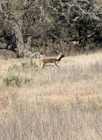 100 S Waterbuck Way Lampasas TX 76550