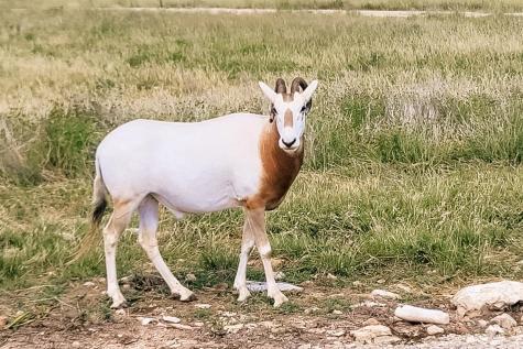 Lot 86 Stock Pond Drive Harper TX 78631