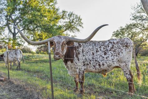 310 The Hills Road Horseshoe Bay TX 78657