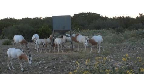 3223 Sd Fm 674 Rocksprings TX 78880