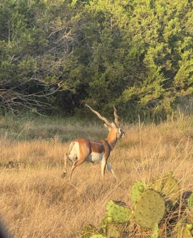 1187 Other Sonora TX 76950