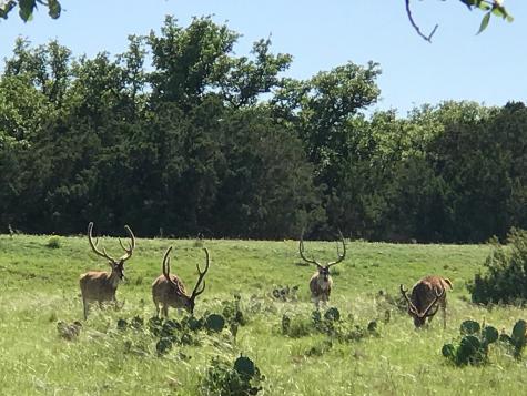 Rocksprings TX 78880