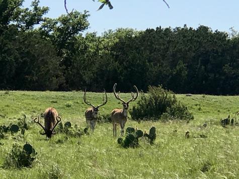 Rocksprings TX 78880