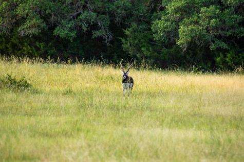 Rocksprings TX 78880