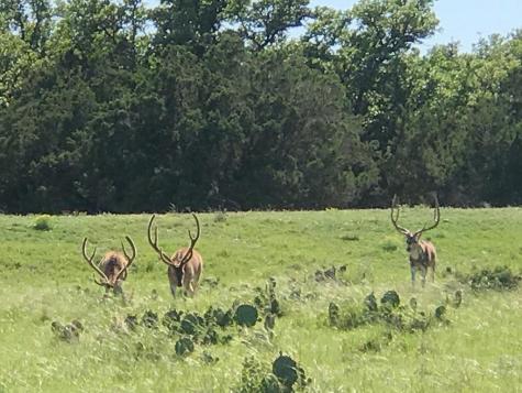 Rocksprings TX 78880