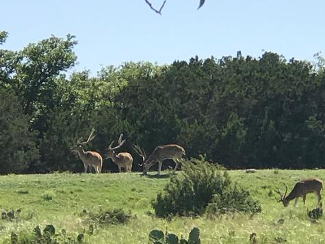 Rocksprings TX 78880