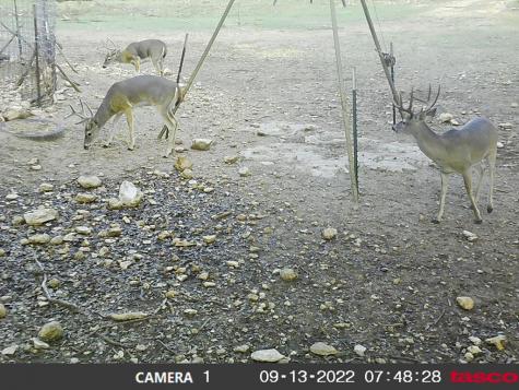 276 Sd 28530 Rocksprings TX 78880