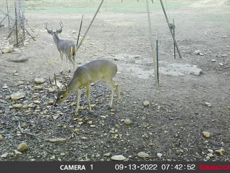 276 Sd 28530 Rocksprings TX 78880