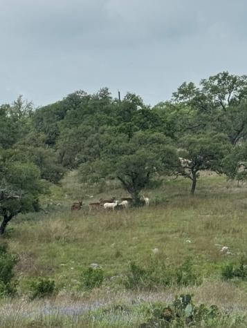 181 Colinas Drive Kerrville TX 78028