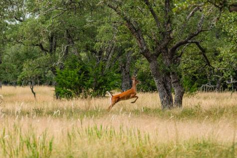 Lot 33 Nott Branch Road Harper TX 78631
