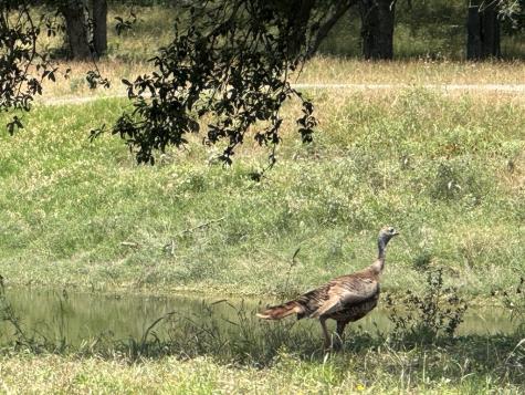 1275 Cypress Creek Road Kerrville TX 78028