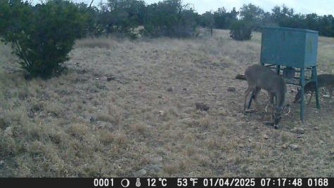 499 Sd 24750 Rocksprings TX 78880