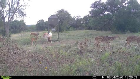 6729 Kc 210 Junction TX 76859