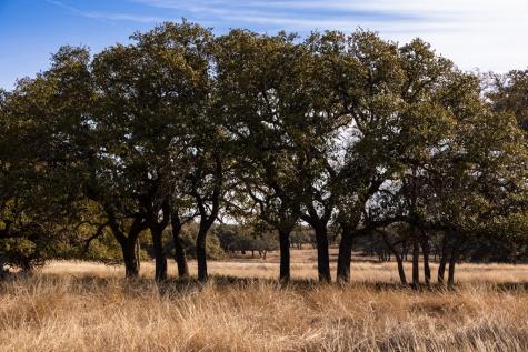 Lot 15 Legacy Oaks Drive Harper TX 78631