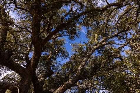 Lot 15 Legacy Oaks Drive Harper TX 78631