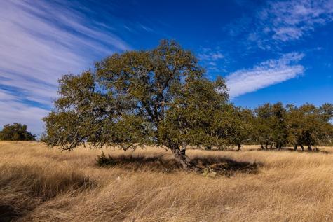 Lot 15 Legacy Oaks Drive Harper TX 78631
