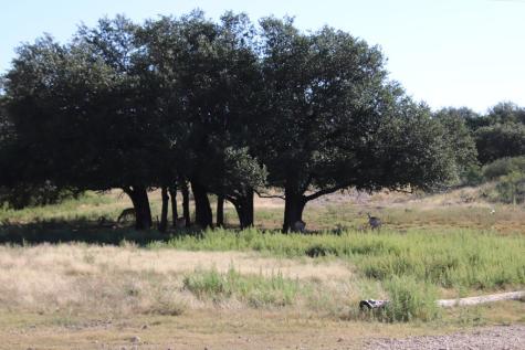 3618 Sd 52100 Rocksprings TX 78880