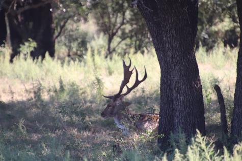 3618 Sd 52100 Rocksprings TX 78880