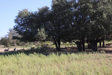 3618 Sd 52100 Rocksprings TX 78880