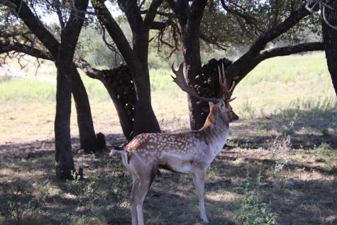 3618 Sd 52100 Rocksprings TX 78880
