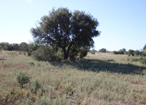 3618 Sd 52100 Rocksprings TX 78880