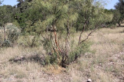 3618 Sd 52100 Rocksprings TX 78880