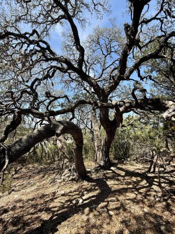 3320 Privilege Creek Road Pipe Creek TX 78063