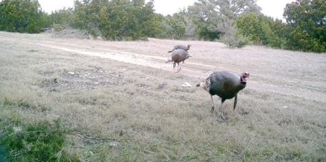 Lot 2 Highway 55 Rocksprings TX 78880