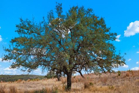 Lot 80 Firsching Road Kerrville TX 78028