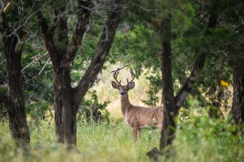 2000 Calcote Road Kerrville TX 78028