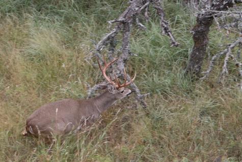 Harper TX 76849