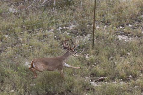 Harper TX 76849