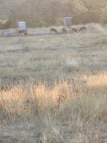 Rocksprings TX 78880