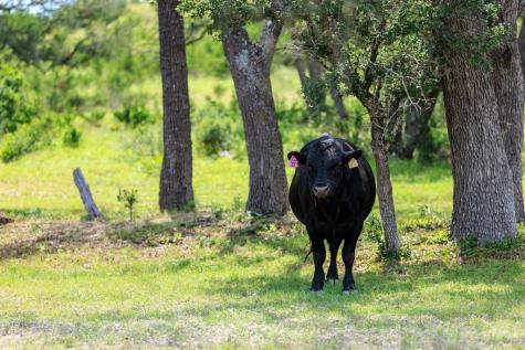 4392 Fm 2721 Fredericksburg TX 78624