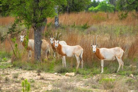 Lot 48 Great Sky Avenue Kerrville TX 78028