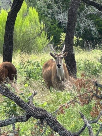 Lot 5 Winn Ranch Way Kerrville TX 78028
