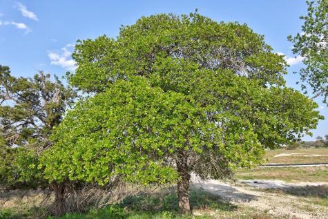 Fredericksburg TX 78624