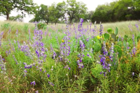 Lot 47 Dillon Ridge Drive Kerrville TX 78028