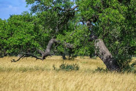 Lot 94 Stock Pond Drive Harper TX 78624