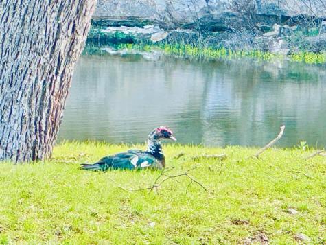 Lot 85 Stock Pond Drive Harper TX 78631