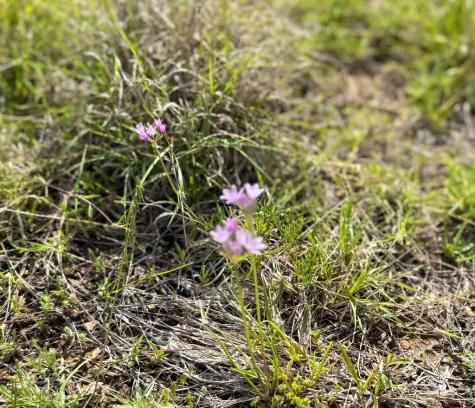Lot 85 Stock Pond Drive Harper TX 78631